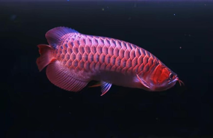 紅龍魚價(jià)格表:通貨的小紅龍魚也有好魚嗎