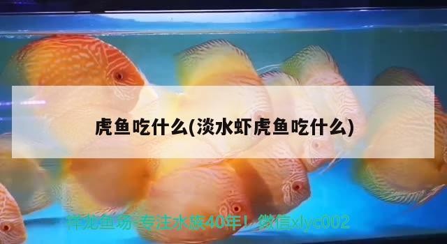 虎魚吃什么(淡水蝦虎魚吃什么)