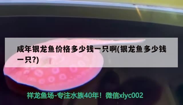 成年銀龍魚價格多少錢一只啊(銀龍魚多少錢一只?)