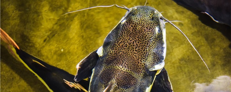 鯰魚有毒嗎鯰魚籽有毒嗎 鯰魚有毒嗎鯰魚籽有毒嗎 豬鼻龜百科