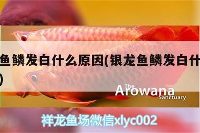 銀龍魚鱗發白什么原因(銀龍魚鱗發白什么原因呢) 銀龍魚鱗發白什么原因(銀龍魚鱗發白什么原因呢) 銀龍魚百科
