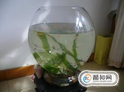大魚缸每次換水直接換自來水可以嗎：大魚缸每次換水不應該直接使用自來水，換水注意事項 大魚缸每次換水直接換自來水可以嗎：大魚缸每次換水不應該直接使用自來水，換水注意事項 魚缸百科 第3張