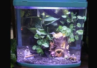 大魚缸每次換水直接換自來水可以嗎：大魚缸每次換水不應該直接使用自來水，換水注意事項 大魚缸每次換水直接換自來水可以嗎：大魚缸每次換水不應該直接使用自來水，換水注意事項 魚缸百科 第1張