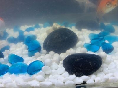 大魚缸每次換水直接換自來水可以嗎：大魚缸每次換水不應該直接使用自來水，換水注意事項 大魚缸每次換水直接換自來水可以嗎：大魚缸每次換水不應該直接使用自來水，換水注意事項 魚缸百科 第4張