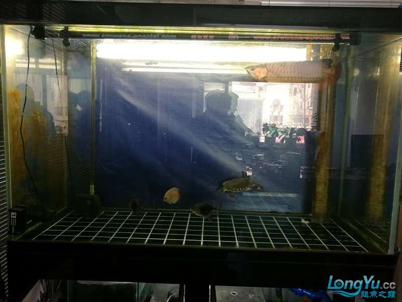遼寧大連清缸上岸出金龍豬鼻龜1600900730魚缸送全套設備 遼寧大連清缸上岸出金龍豬鼻龜1600900730魚缸送全套設備 豬鼻龜百科 第1張