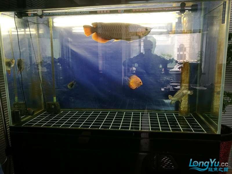 遼寧大連清缸上岸出金龍豬鼻龜1600900730魚缸送全套設備 遼寧大連清缸上岸出金龍豬鼻龜1600900730魚缸送全套設備 豬鼻龜百科 第2張
