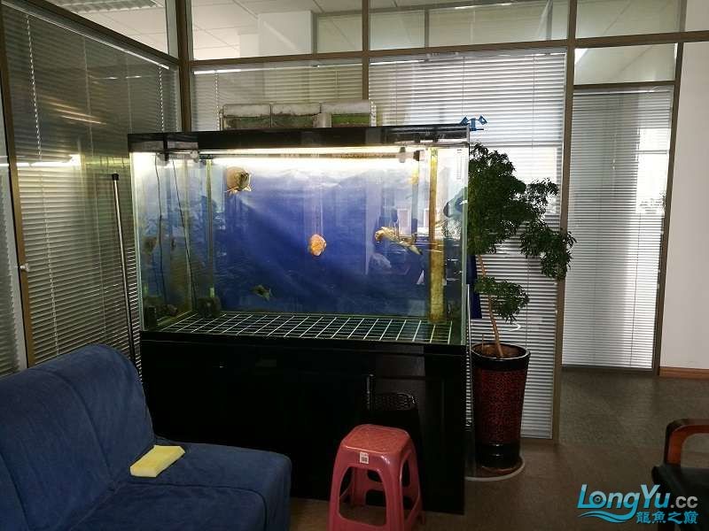 遼寧大連清缸上岸出金龍豬鼻龜1600900730魚缸送全套設備 遼寧大連清缸上岸出金龍豬鼻龜1600900730魚缸送全套設備 豬鼻龜百科 第3張