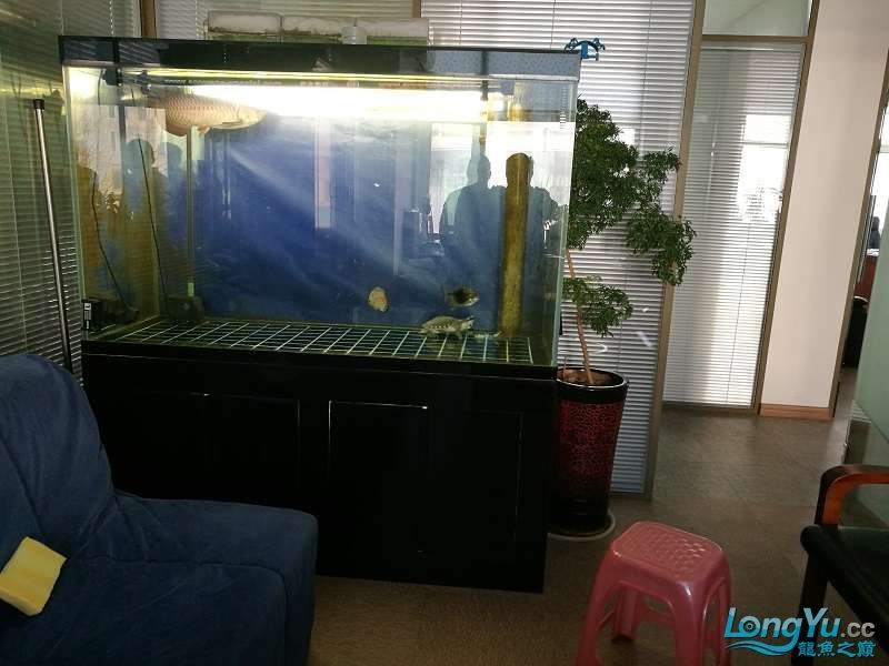 遼寧大連清缸上岸出金龍豬鼻龜1600900730魚缸送全套設備 遼寧大連清缸上岸出金龍豬鼻龜1600900730魚缸送全套設備 豬鼻龜百科 第5張