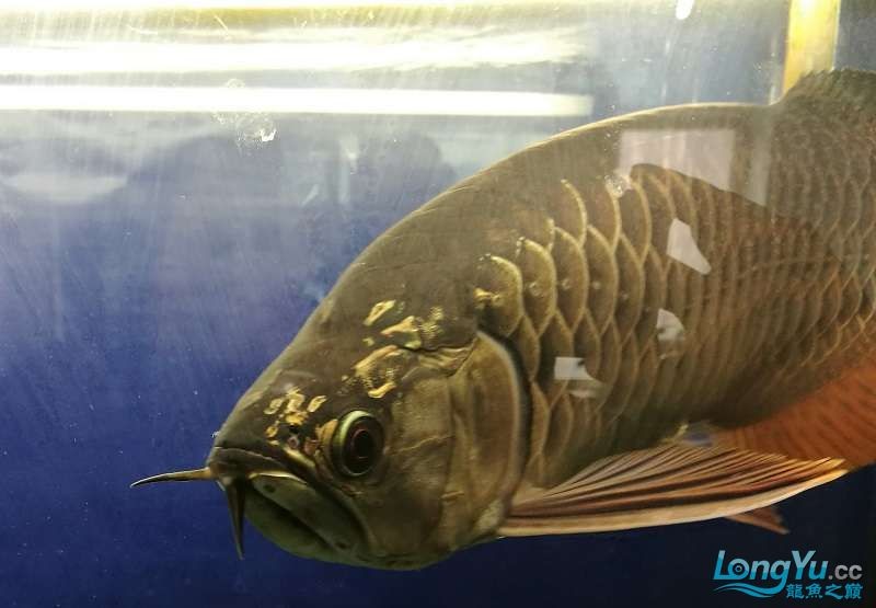 遼寧大連清缸上岸出金龍豬鼻龜1600900730魚缸送全套設備 遼寧大連清缸上岸出金龍豬鼻龜1600900730魚缸送全套設備 豬鼻龜百科 第9張