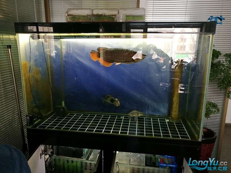 遼寧大連清缸上岸出金龍豬鼻龜1600900730魚缸送全套設備 遼寧大連清缸上岸出金龍豬鼻龜1600900730魚缸送全套設備 豬鼻龜百科 第8張