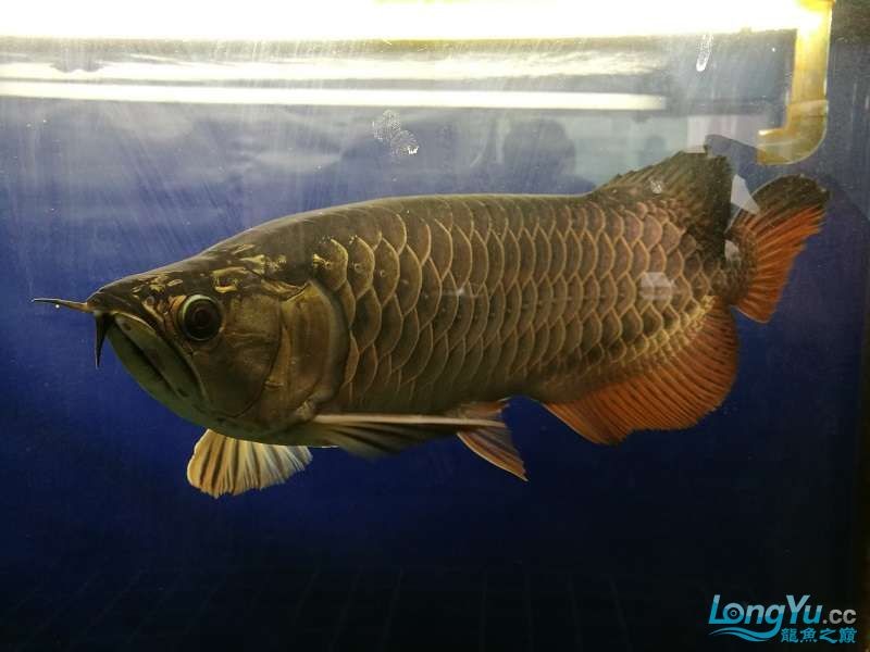 遼寧大連清缸上岸出金龍豬鼻龜1600900730魚缸送全套設備 遼寧大連清缸上岸出金龍豬鼻龜1600900730魚缸送全套設備 豬鼻龜百科 第10張