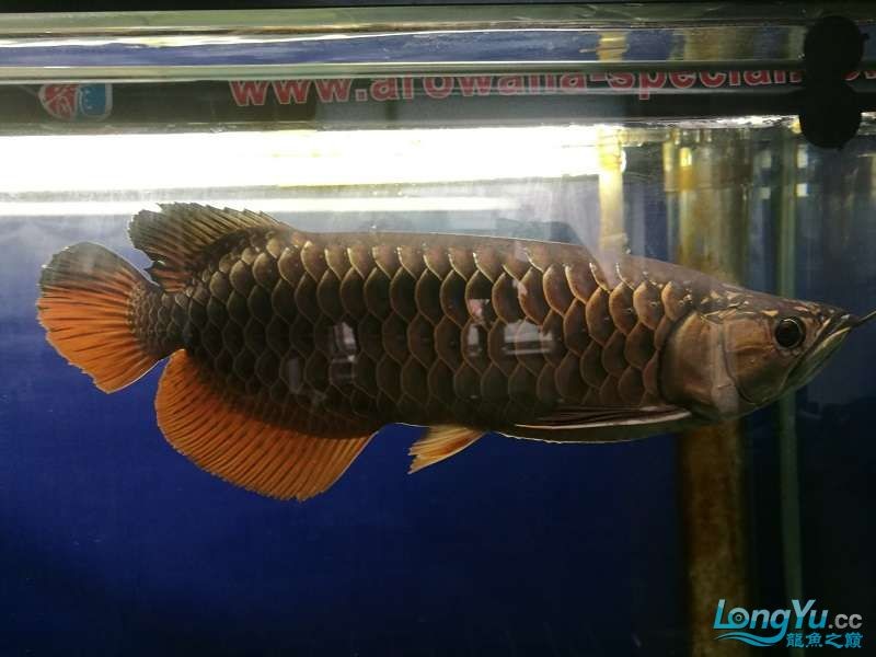 遼寧大連清缸上岸出金龍豬鼻龜1600900730魚缸送全套設備 遼寧大連清缸上岸出金龍豬鼻龜1600900730魚缸送全套設備 豬鼻龜百科 第12張