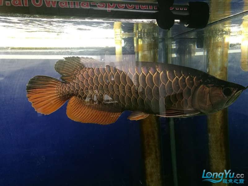 遼寧大連清缸上岸出金龍豬鼻龜1600900730魚缸送全套設備 遼寧大連清缸上岸出金龍豬鼻龜1600900730魚缸送全套設備 豬鼻龜百科 第11張