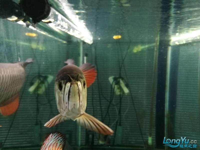 遼寧大連清缸上岸出金龍豬鼻龜1600900730魚缸送全套設備 遼寧大連清缸上岸出金龍豬鼻龜1600900730魚缸送全套設備 豬鼻龜百科 第13張