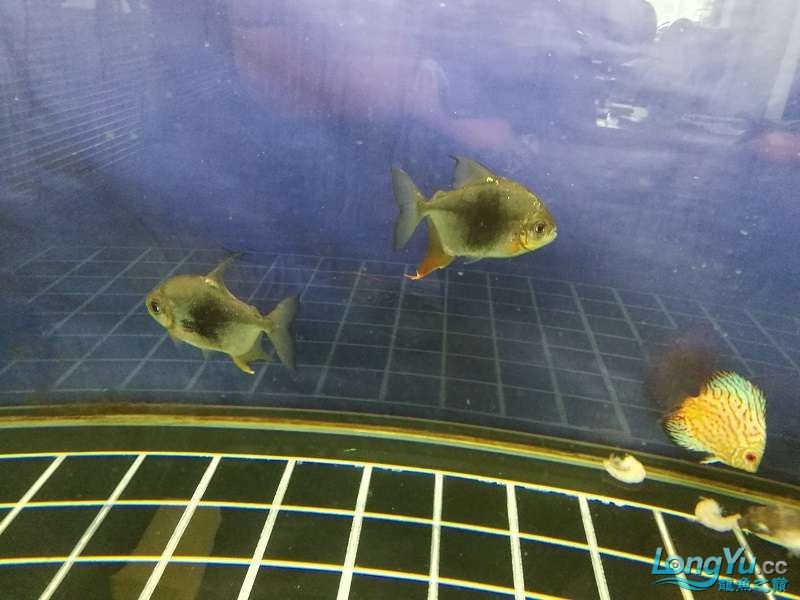 遼寧大連清缸上岸出金龍豬鼻龜1600900730魚缸送全套設備 遼寧大連清缸上岸出金龍豬鼻龜1600900730魚缸送全套設備 豬鼻龜百科 第16張