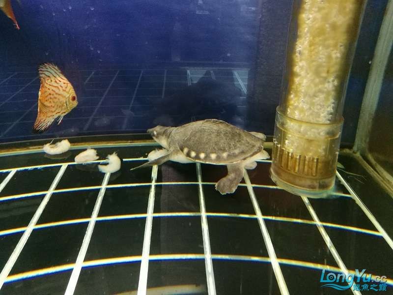 遼寧大連清缸上岸出金龍豬鼻龜1600900730魚缸送全套設備 遼寧大連清缸上岸出金龍豬鼻龜1600900730魚缸送全套設備 豬鼻龜百科 第15張
