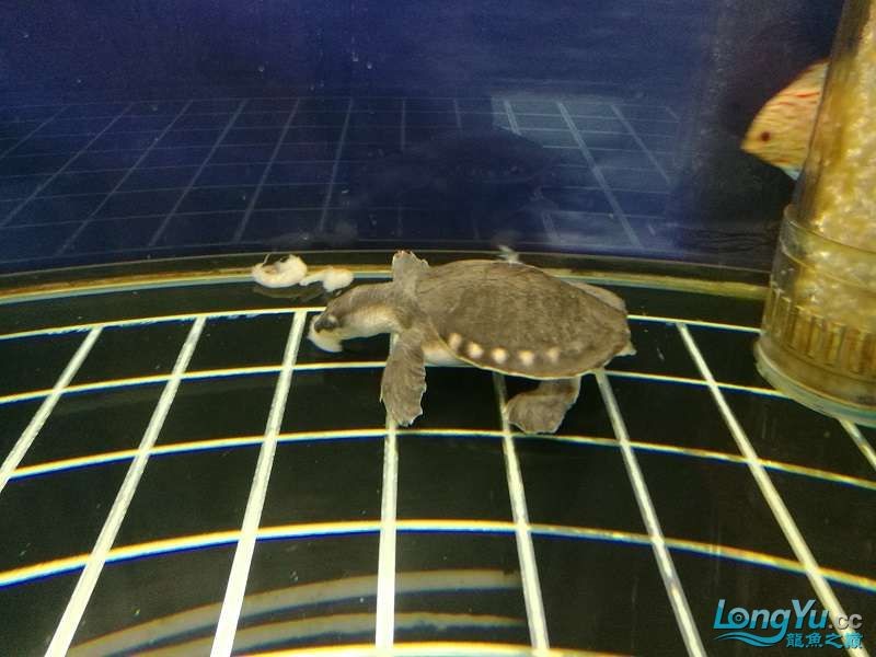 遼寧大連清缸上岸出金龍豬鼻龜1600900730魚缸送全套設備 遼寧大連清缸上岸出金龍豬鼻龜1600900730魚缸送全套設備 豬鼻龜百科 第14張