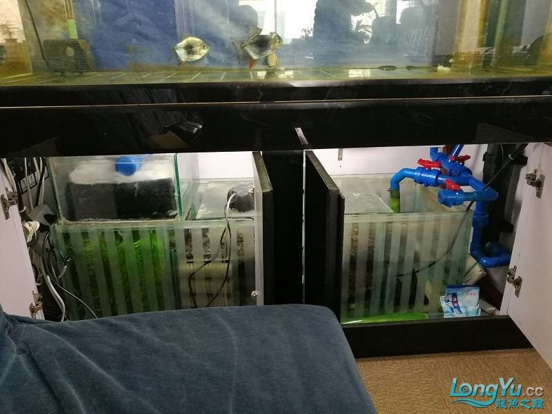 遼寧大連清缸上岸出金龍豬鼻龜1600900730魚缸送全套設備 遼寧大連清缸上岸出金龍豬鼻龜1600900730魚缸送全套設備 豬鼻龜百科 第19張