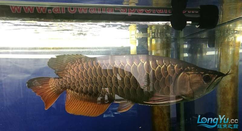 遼寧大連清缸上岸出金龍豬鼻龜1600900730魚缸送全套設備 遼寧大連清缸上岸出金龍豬鼻龜1600900730魚缸送全套設備 豬鼻龜百科 第17張