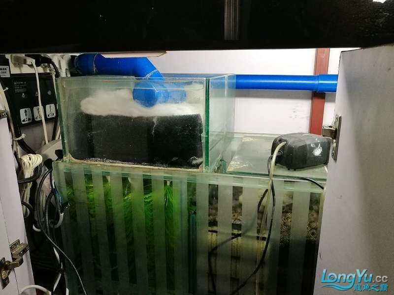 遼寧大連清缸上岸出金龍豬鼻龜1600900730魚缸送全套設備 遼寧大連清缸上岸出金龍豬鼻龜1600900730魚缸送全套設備 豬鼻龜百科 第21張