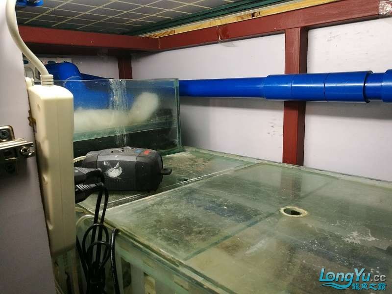 遼寧大連清缸上岸出金龍豬鼻龜1600900730魚缸送全套設備 遼寧大連清缸上岸出金龍豬鼻龜1600900730魚缸送全套設備 豬鼻龜百科 第20張