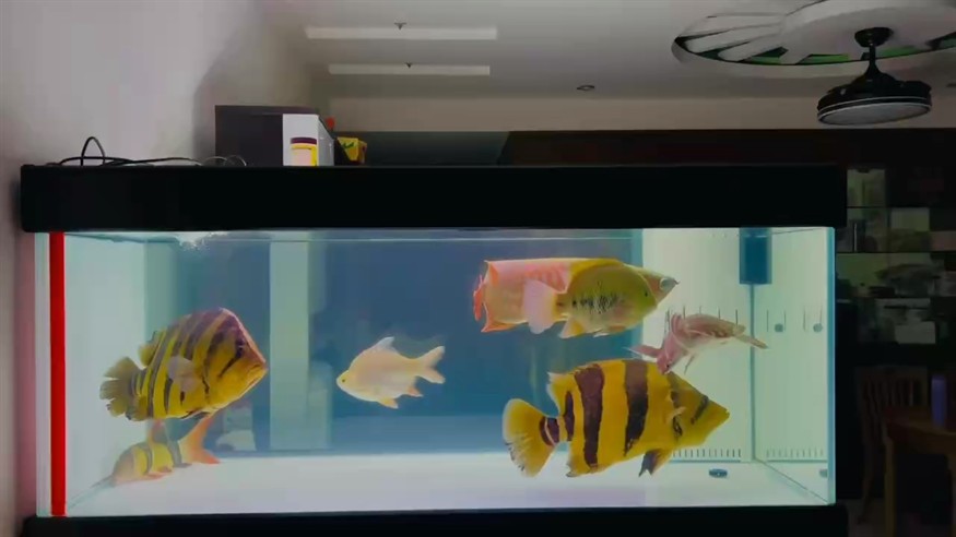 大金龍完成使命！