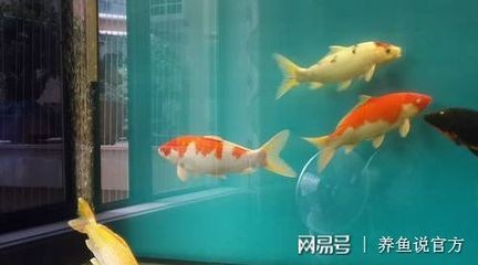 比較好養的魚缸觀賞魚有哪些：觀賞魚的養護需求低的養護需求