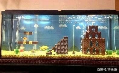 比較好養的魚缸觀賞魚有哪些：觀賞魚的養護需求低的養護需求