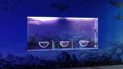 定做1米魚缸多少錢：定做1米魚缸的價格 定做1米魚缸多少錢：定做1米魚缸的價格 魚缸百科 第3張