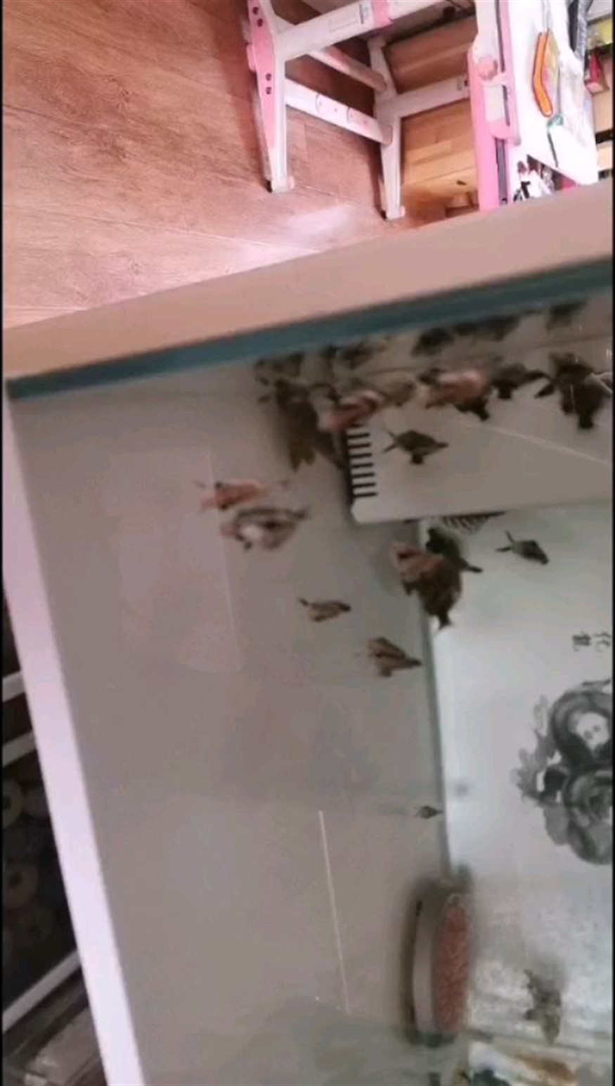 8月8號四文虎魚留個紀(jì)念