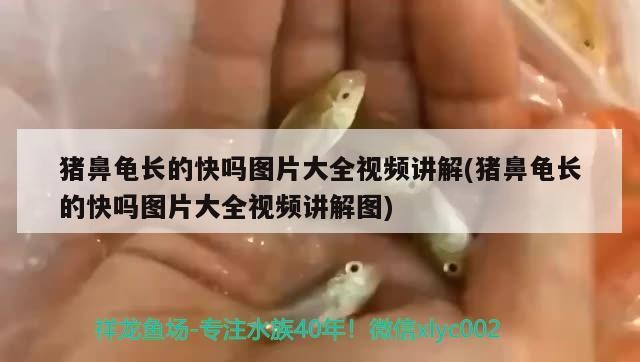 豬鼻龜長的快嗎圖片大全視頻講解(豬鼻龜長的快嗎圖片大全視頻講解圖) 豬鼻龜長的快嗎圖片大全視頻講解(豬鼻龜長的快嗎圖片大全視頻講解圖) 豬鼻龜百科