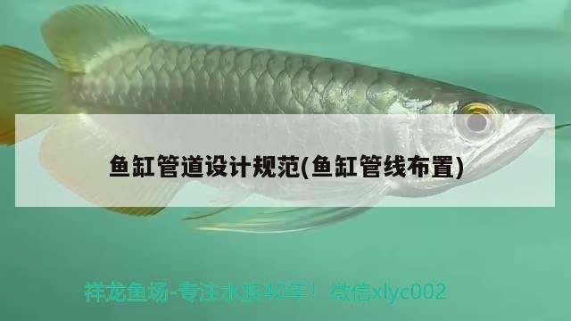 魚缸管道設計規范(魚缸管線布置) 魚缸管道設計規范(魚缸管線布置) 豬鼻龜百科