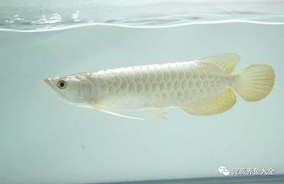 金龍魚和白龍魚能混養嗎