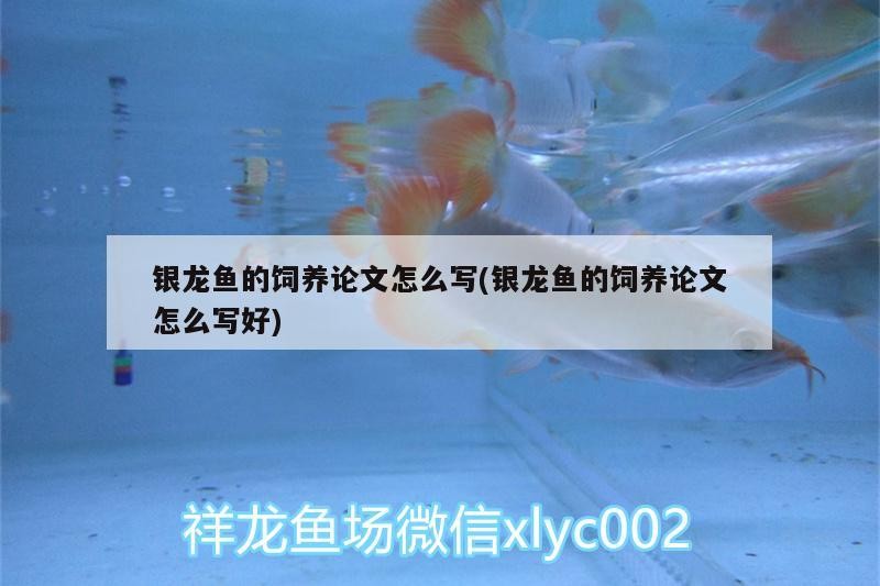 銀龍魚的飼養(yǎng)論文怎么寫(銀龍魚的飼養(yǎng)論文怎么寫好)