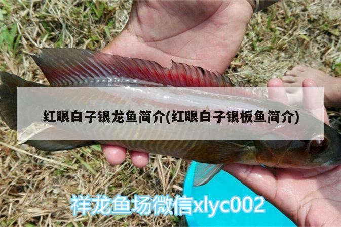 紅眼白子銀龍魚簡介(紅眼白子銀板魚簡介) 紅眼白子銀龍魚簡介(紅眼白子銀板魚簡介) 銀龍魚百科