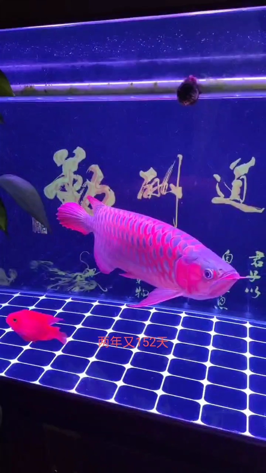 回家兩年又152天，友友們看看還好吧 回家兩年又152天，友友們看看還好吧 龍魚論壇