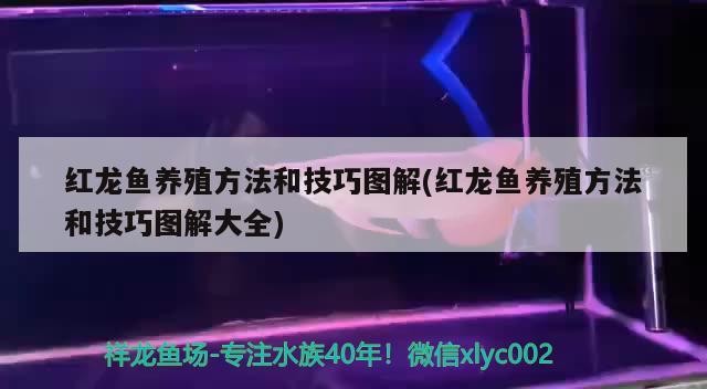 紅龍和白子銀龍魚混養(yǎng)好不好看圖片(紅龍魚跟銀龍混養(yǎng)) 紅龍和白子銀龍魚混養(yǎng)好不好看圖片(紅龍魚跟銀龍混養(yǎng)) 銀龍魚百科