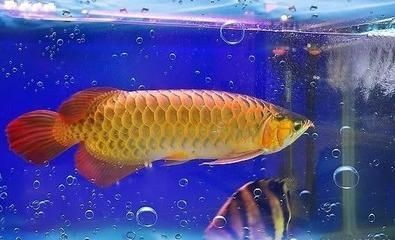 金龍魚吃小金魚嗎 金龍魚吃小金魚嗎 龍魚百科 第1張