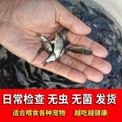龍魚的活食怎么養
