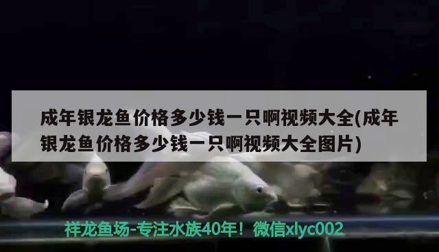 成年銀龍魚(yú)價(jià)格多少錢(qián)一只啊視頻大全(成年銀龍魚(yú)價(jià)格多少錢(qián)一只啊視頻大全圖片)