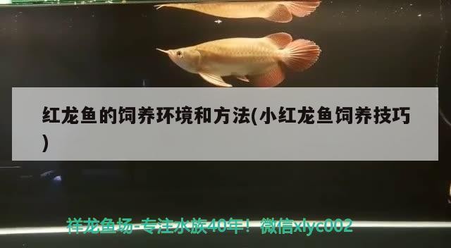 紅龍魚的飼養環境和方法(小紅龍魚飼養技巧) 紅龍魚的飼養環境和方法(小紅龍魚飼養技巧) 銀龍魚百科