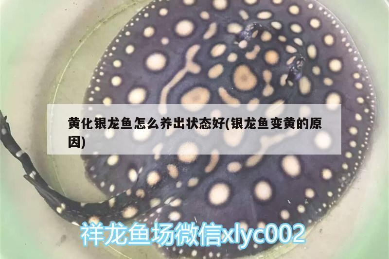 黃化銀龍魚怎么養出狀態好(銀龍魚變黃的原因)