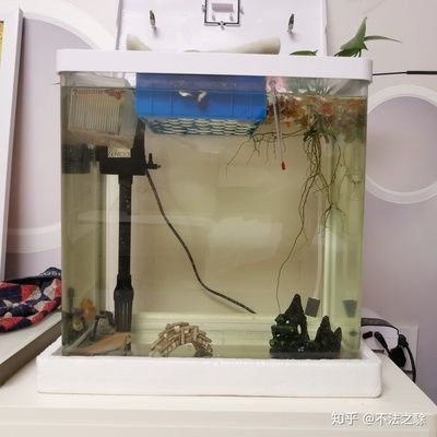 多久換水魚缸最好：魚缸換水的最佳頻率