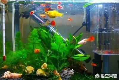 多久換水魚缸最好：魚缸換水的最佳頻率