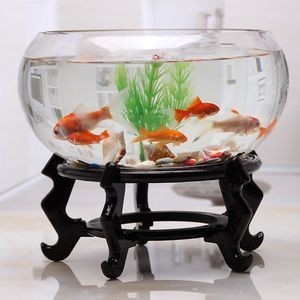 半圓形魚(yú)缸養(yǎng)什么魚(yú)好：半圓形魚(yú)缸適合養(yǎng)什么魚(yú)