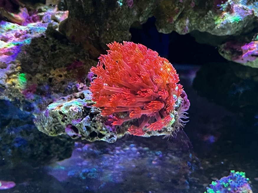 第一次養海缸效果還可以，一年了