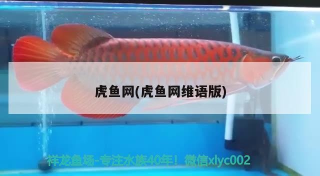 虎魚網(虎魚網維語版)