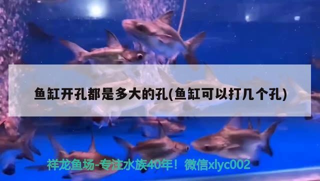 魚缸開孔都是多大的孔(魚缸可以打幾個孔) 魚缸開孔都是多大的孔(魚缸可以打幾個孔) 豬鼻龜百科
