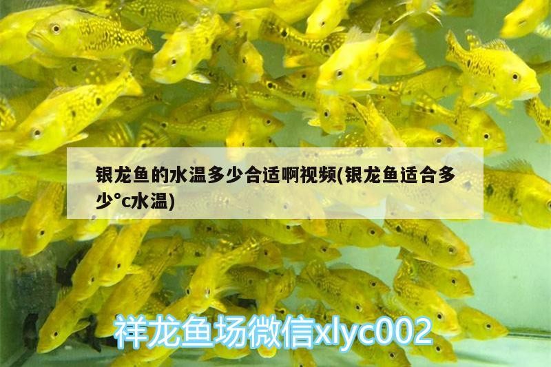 銀龍魚的水溫多少合適啊視頻(銀龍魚適合多少°c水溫)