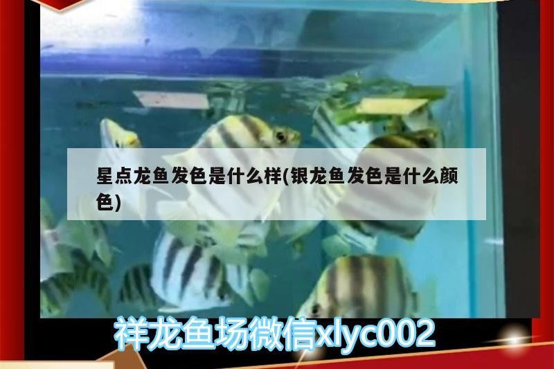 星點龍魚發色是什么樣(銀龍魚發色是什么顏色) 星點龍魚發色是什么樣(銀龍魚發色是什么顏色) 銀龍魚百科